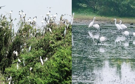 கோடியக்கரை சரணாலயத்தில் குவியும் வெளிநாட்டுப் பறவைகள்