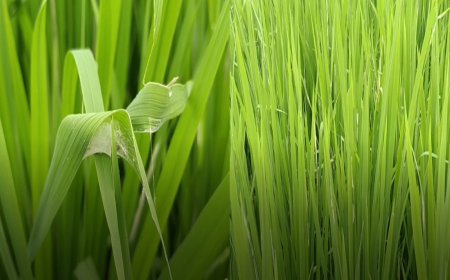 பாபநாசம்: 4 ஆயிரம் ஏக்கர் நெற்பயிர்கள் பாதிக்கும் அபாயம்