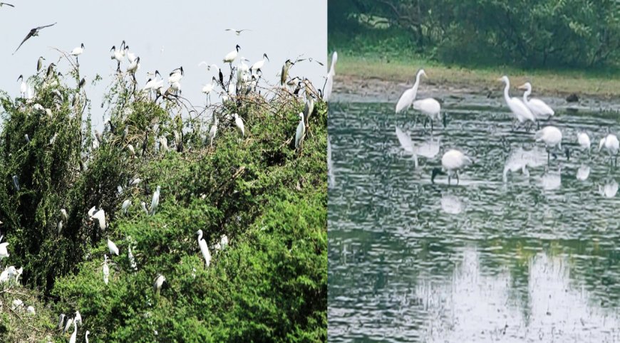 கோடியக்கரை சரணாலயத்தில் குவியும் வெளிநாட்டுப் பறவைகள்