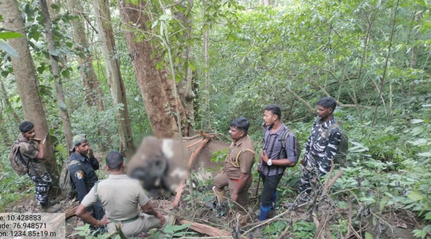 வில்லோனியில் மக்னா காட்டு யானை உயிரிழந்த நிலையில் மீட்பு