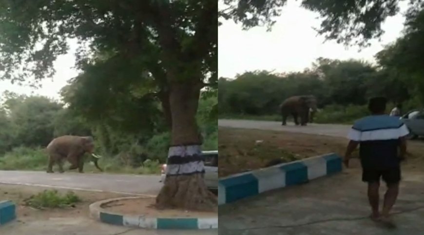 யானைக்கு அருகே சென்று புகைப்படம்  - ஆபத்தை உணராத சுற்றுலா பயணிகள்
