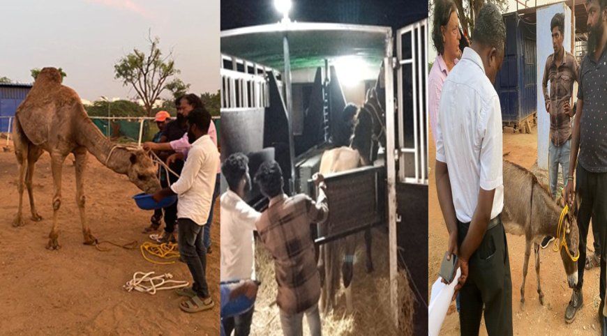 ஒட்டகம் மற்றும் கழுதை பாலில் டீ  விற்றவர்கள் மீது நடவடிக்கை