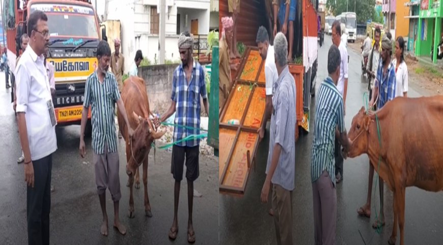 சாலைகளில்  திரிந்த  மாடுகளை மடக்கிப் பிடித்த மாநகராட்சி
