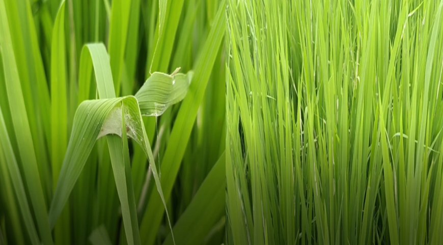 பாபநாசம்: 4 ஆயிரம் ஏக்கர் நெற்பயிர்கள் பாதிக்கும் அபாயம்