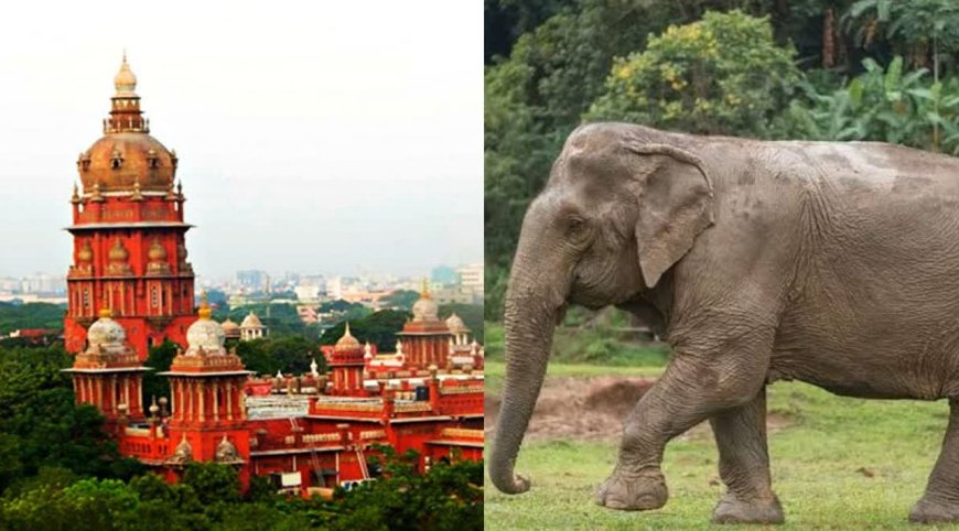 யானைகளை பாதுகாக்க தீவிரம் காட்டாவிட்டால் அடுத்த 10 ஆண்டுகளில் யானைகளை பார்க்க முடியாது -சென்னை உயர் நீதிமன்றம் வேதனை 