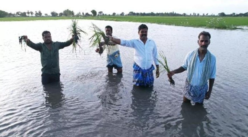 கடலூர்: கனமழையால் 400 ஏக்கருக்கு மேல் தண்ணீர் தேங்கி பயிர்கள் சேதம்- விவசாயிகள் கவலை