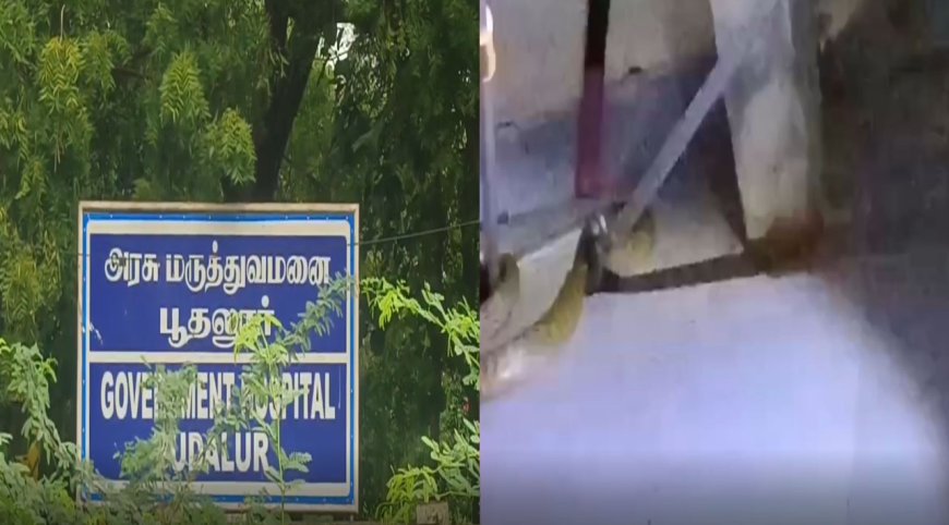 தஞ்சாவூர்: அரசு மருத்துவமனையில் பாம்பு புகுந்ததால் பெரும் பரபரப்பு -வீடியோ சமூக வலைதளங்களில் வைரல்