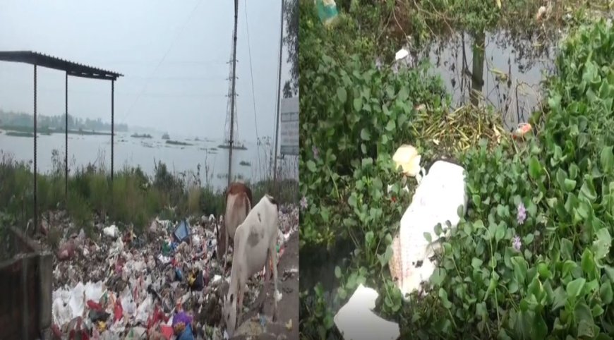 புழல் ஏரியில் செத்து மிதக்கும்  பன்றி, நாய், மாடுகள்