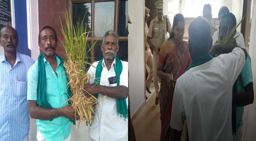 திருவாரூர்: சம்பா  பயிரை புகையான் நோய் தாக்குதலிருந்து காப்பாற்ற விவசாயிகள் மனு