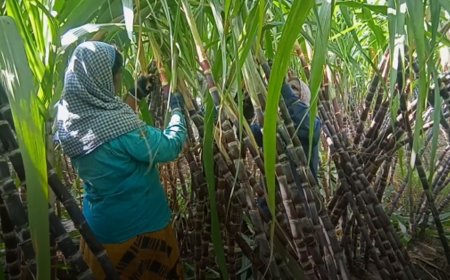 தஞ்சை:பொங்கல் பண்டிகையொட்டி கரும்பு விவசாயிகள் சோகை உரிக்கும் பணிகளில் தீவிரம்
