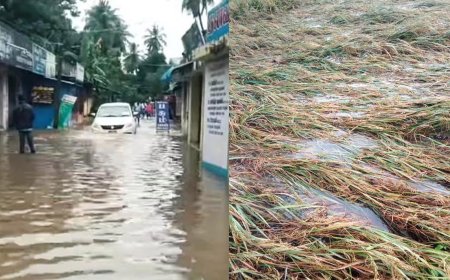 சீர்காழியில் கொட்டித்தீர்த்த கனமழையால் மிதக்கும் நெற்கதிர்கள்