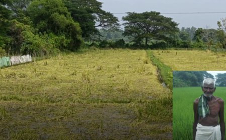 கனமழையினால் பாதித்த நெற்பயிரைக்கண்ட விவசாயி அதிர்ச்சியில் உயிரிழப்பு