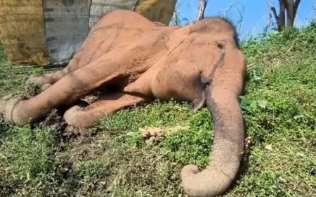 மேட்டுப்பாளையம்:மூலையூர் வனப்பகுதியில் பெண் காட்டு யானை உயிரிழப்பு 