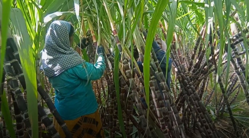 தஞ்சை:பொங்கல் பண்டிகையொட்டி கரும்பு விவசாயிகள் சோகை உரிக்கும் பணிகளில் தீவிரம்