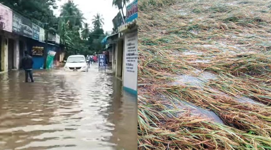 சீர்காழியில் கொட்டித்தீர்த்த கனமழையால் மிதக்கும் நெற்கதிர்கள்