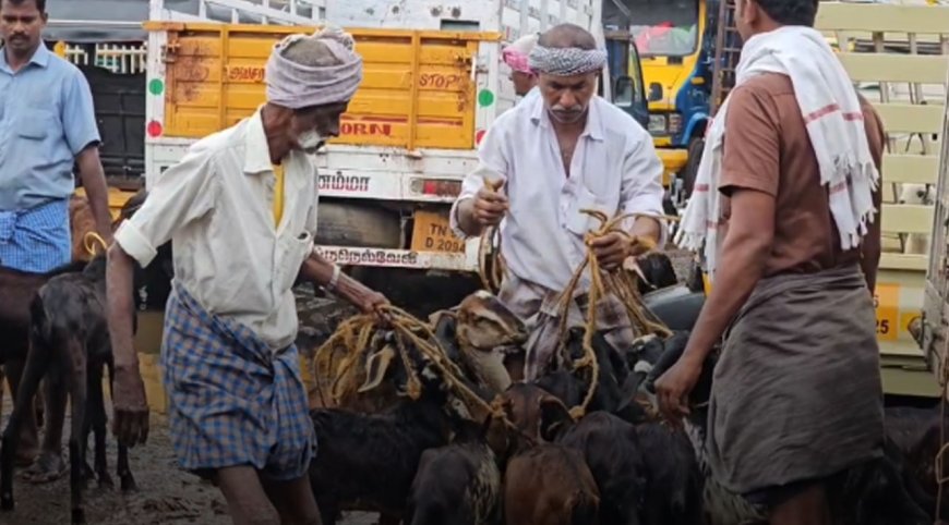 நெல்லை ஆட்டுச்சந்தையில் ரூ.4 கோடி வரை ஆடுகள் விற்பனை
