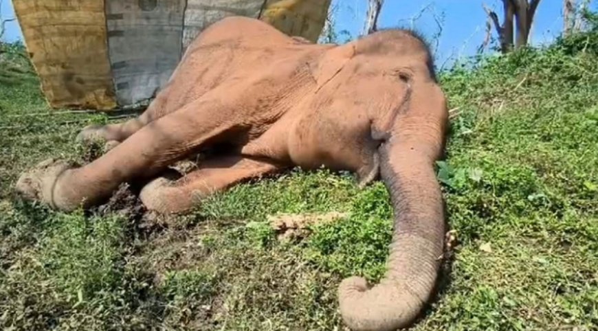 மேட்டுப்பாளையம்:மூலையூர் வனப்பகுதியில் பெண் காட்டு யானை உயிரிழப்பு 