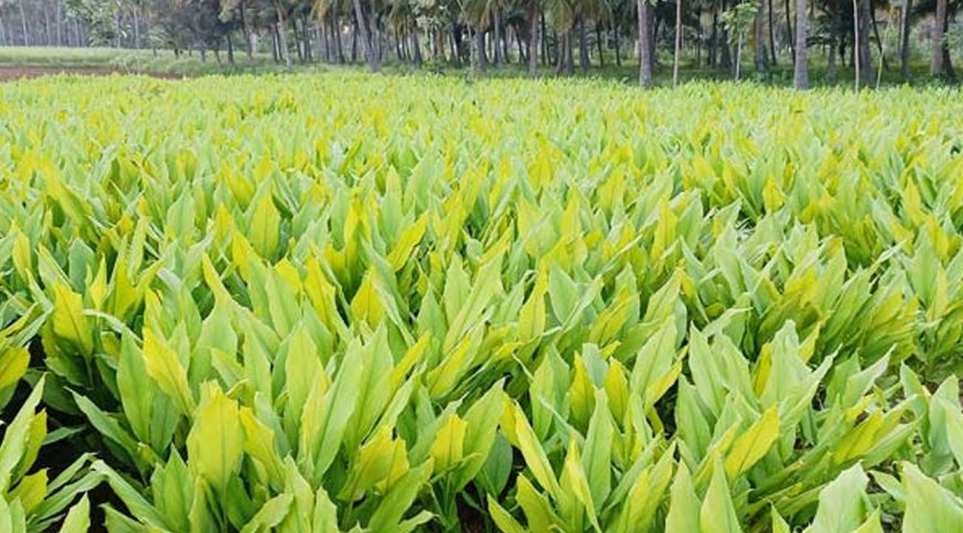 பொங்கல் பண்டிகை-தூத்துக்குடி மாவட்டத்தில் மஞ்சள் விளைச்சல் ப்அமோக விளைச்சல்