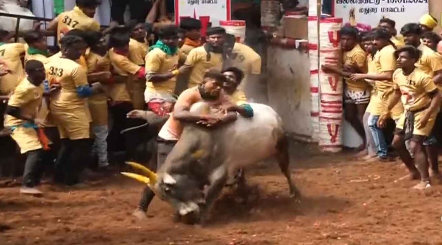 அவனியாபுரம் ஜல்லிக்கட்டு போட்டி- காளைகளை அடக்கி வீரர்கள் அசத்தல்