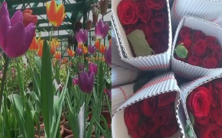 உதகையில் காதலர் தினம்; உச்சம் தொட்ட ரோஜாக்களின் விலை