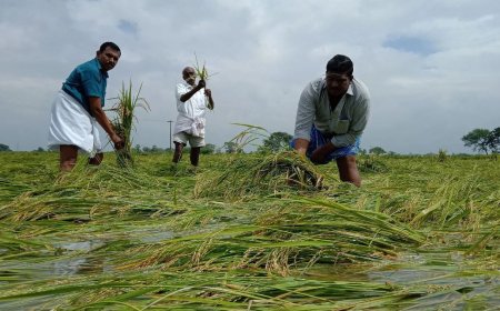 வெள்ளத்தால் பாதிக்கப்பட்ட விவசாயிகளுக்கு நிவாரணம்... எந்தெந்த மாவட்டங்களுக்கு எவ்வளவு?