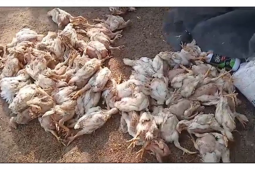 கொத்துக் கொத்தாய் செத்து விழுந்த கோழிகள்..! இனி இறைச்சி விற்பனைக்கு தடை..! எங்கே தெரியுமா?