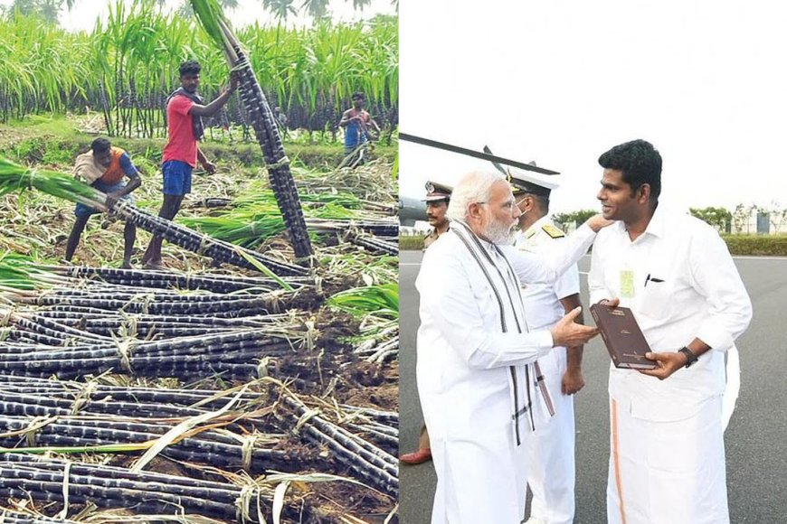 கரும்பு விவசாயிகளுக்கு தந்த வாக்குறுதியை நிறைவேற்றுங்கள்... திமுக அரசுக்கு அண்ணாமலை வலியுறுத்தல்!