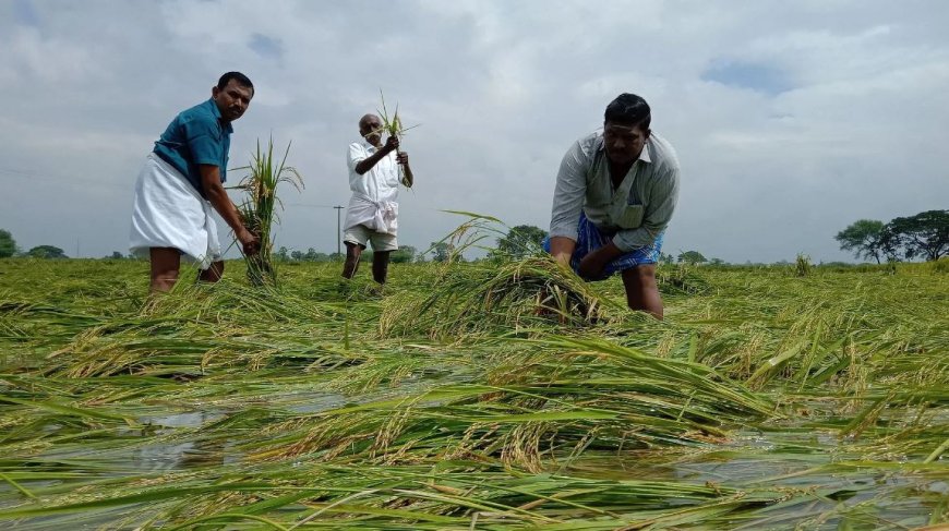 வெள்ளத்தால் பாதிக்கப்பட்ட விவசாயிகளுக்கு நிவாரணம்... எந்தெந்த மாவட்டங்களுக்கு எவ்வளவு?
