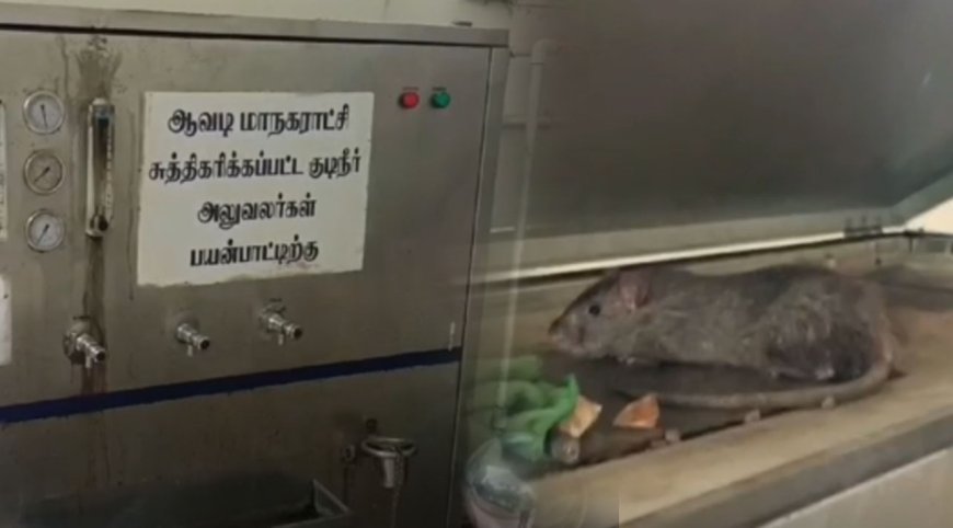 எலி இருந்தா என்ன? நீங்க தண்ணீ குடிக்கவேண்டியது தானே?..அலட்சியம் காட்டும் ஆவடி மாநகராட்சி...
