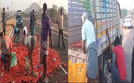 வண்டி டயர் வெடிச்சா என்ன? "தக்காளிய எடுங்கல"... மூட்டை மூட்டையாய் அள்ளி சென்ற மக்கள்...