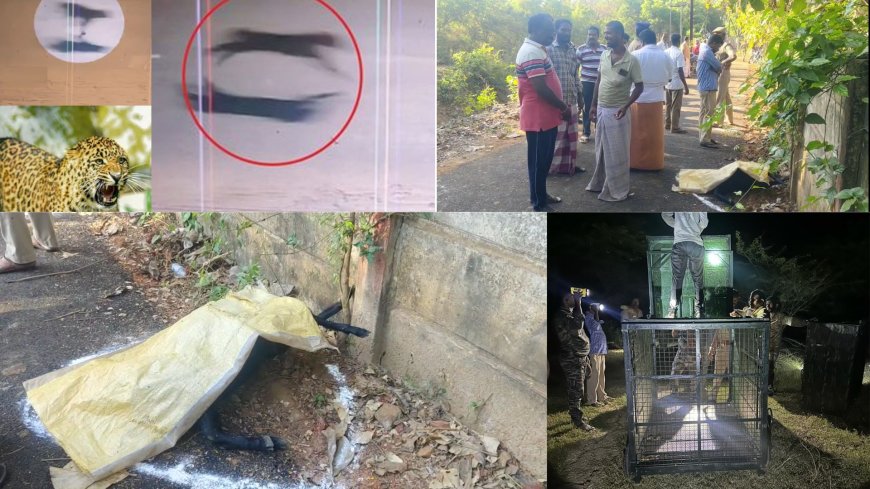 மயிலாடுதுறையில் தொடரும் பீதி.. கூண்டோடு காத்திருக்கும் வனத்துறை.. சிக்குமா சிறுத்தை