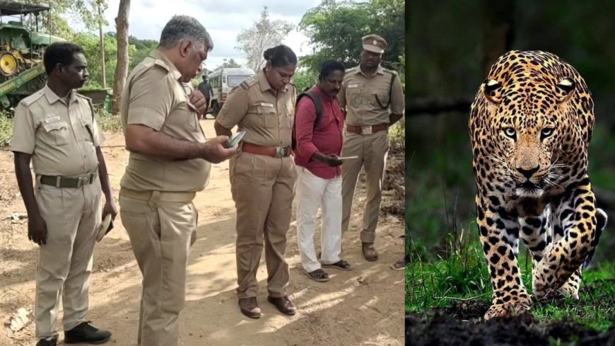 சிறுத்தை மலத்தைக் கண்டெடுத்த அதிகாரிகள்.. சிறுத்தைய எப்போ சார் பிடிப்பீங்க? அச்சத்தில் மயிலாடுதுறை மக்கள்