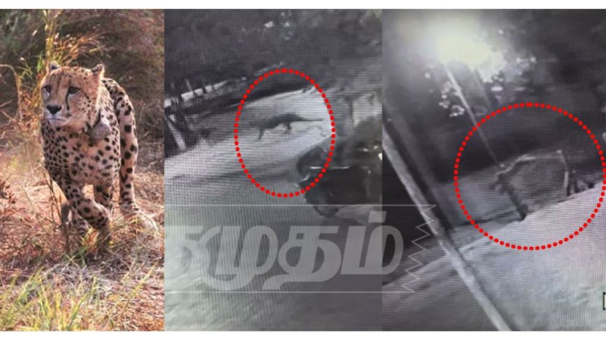 மயிலாடுதுறையில் மாயமான சிறுத்தை.. அரியலூர் முந்திரி காட்டில் முகாம்.. அச்சத்தில் அரியலூர் மக்கள்..