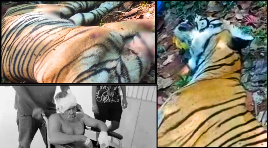 குமரியில் புலி தாக்கி 2 பேர் படுகாயம்... முள்ளம்பன்றி தாக்கியதில் புலி பலி..