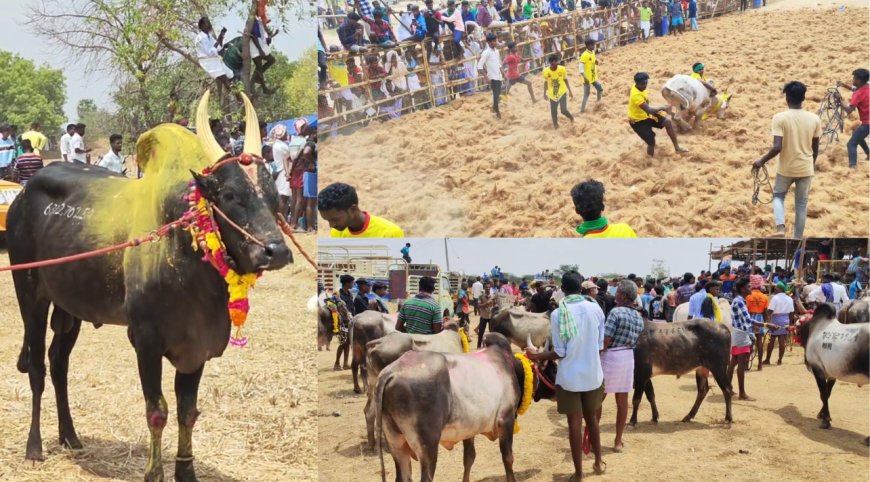 சிவகங்கையில் அனுமதியின்றி நடந்த மஞ்சுவிரட்டு.. மாடு முட்டி 10க்கும் மேற்பட்டோர் காயம்...