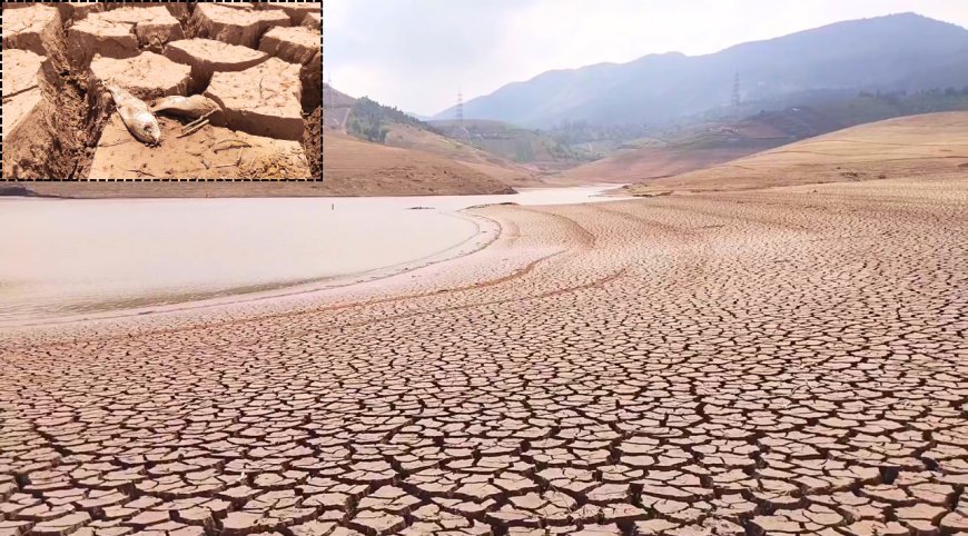 உதகையை ஆட்டம் காணவைத்த வெயில் .. பாளம் பாளமாய் வெடித்த அணைகள்.. கருவாடாகிப் போன மீன்கள்..