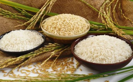 அரிசியில் அதிகரிக்கும் ஆர்சனிக்.. விஷமாகும் உணவு: அதிர்ச்சியளிக்கும் ஆய்வு முடிவு