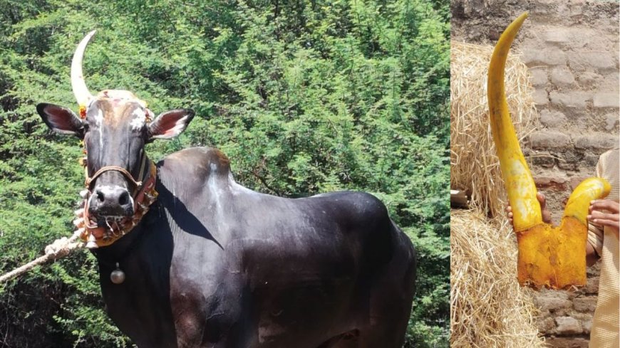 புகழ்பெற்ற ஒற்றைக் கொம்பன் காளை உயிரிழப்பு.. அதிர்ச்சியில் உறைந்த கிராம மக்கள்