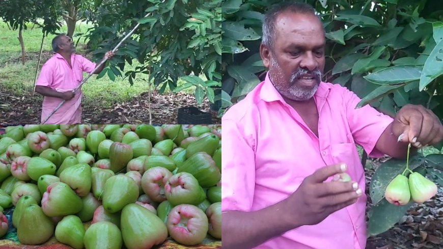 யூடியூப் பார்த்து ஊடுபயிராக வாட்டர் ஆப்பிள் விவசாயம்- அசத்தும் நத்தம் விவசாயி