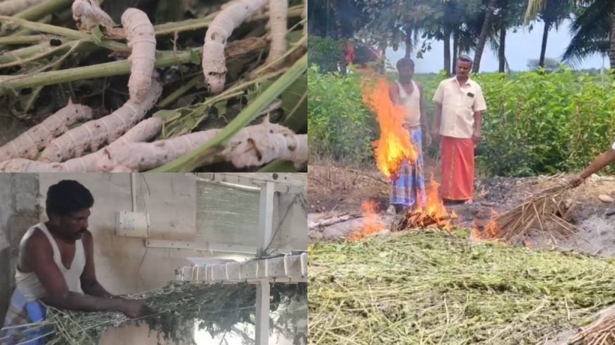 தரமற்ற பட்டுப்புழு.. தீயிட்டு எரிக்கும் விவசாயிகள்: பல கோடி ரூபாய் நஷ்டம்!