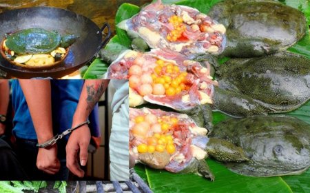 இறந்த பாட்டிக்கு திதி கொடுக்க  ஆமைக்கறி சமைத்த இளைஞர்கள்: அதிரடியாக கைது செய்த போலீஸ்