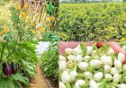 உவர் நிலத்திலும் அமோக மகசூல்! நாகை–மயிலாடுதுறையில் விவசாயிகளின் புதிய சாகுபடி வெற்றி