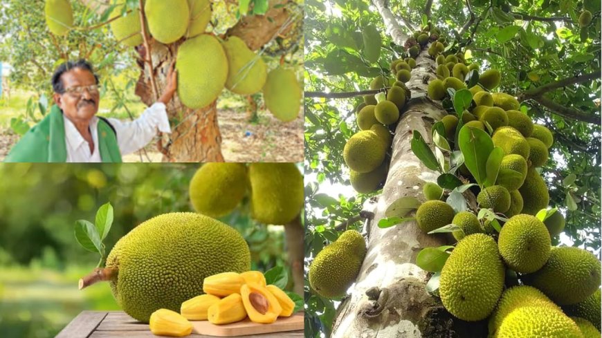 வறட்சியிலும் பலா சாகுபடியில் அசத்தல்... ஏக்கருக்கு ரூ.2 லட்சம் லாபம் ஈட்டும் சிவகங்கை விவசாயி!